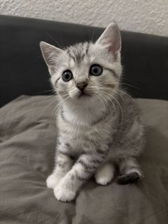 BKH - EKH Kittenmix sucht neues zuhause