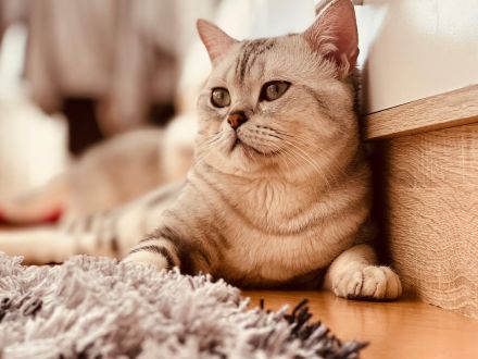 BKH - EKH Kittenmix sucht neues zuhause