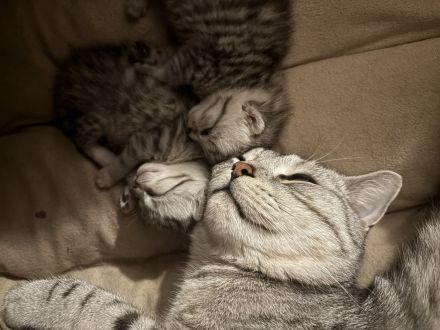 BKH - EKH Kittenmix sucht neues zuhause