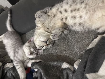 BKH - EKH Kittenmix sucht neues zuhause