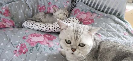 BKH - EKH Kittenmix sucht neues zuhause