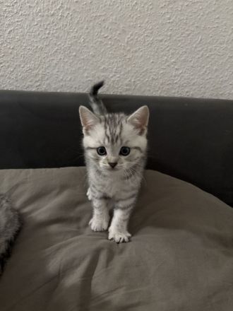 BKH - EKH Kittenmix sucht neues zuhause