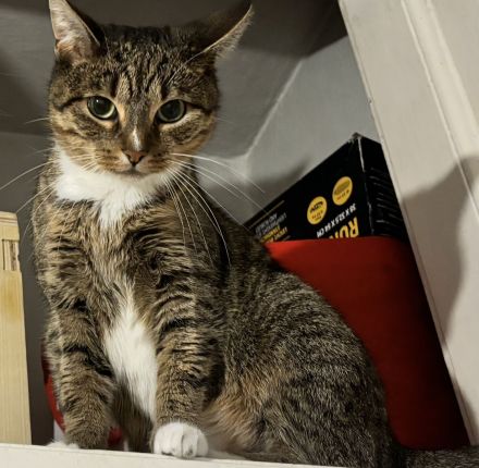 BKH - EKH Kittenmix sucht neues zuhause