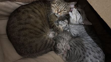 BKH - EKH Kittenmix sucht neues zuhause