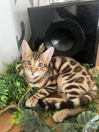 Bengalen Kitten