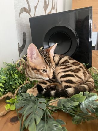 Bengalen Kitten