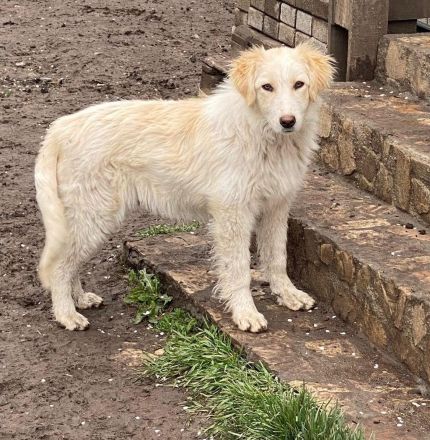 Alma- Süße Hündin sucht ihr Für-Immer 🏡 💞