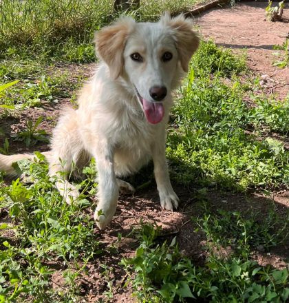 Alma- Süße Hündin sucht ihr Für-Immer 🏡 💞