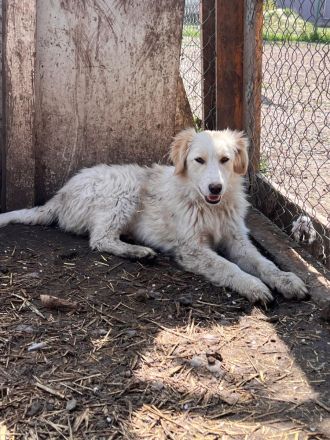 Alma- Süße Hündin sucht ihr Für-Immer 🏡 💞