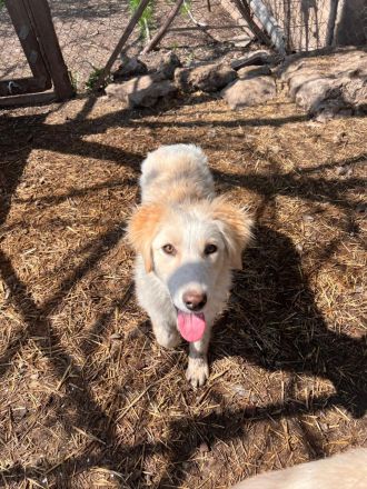 Alma- Süße Hündin sucht ihr Für-Immer 🏡 💞