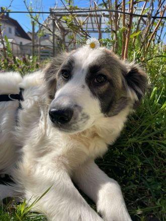 Carlita- süßer und liebevoller Rüde sucht sein Plätzchen zum kuscheln🐶🩵