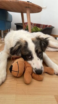 Carlita- süßer und liebevoller Rüde sucht sein Plätzchen zum kuscheln🐶🩵