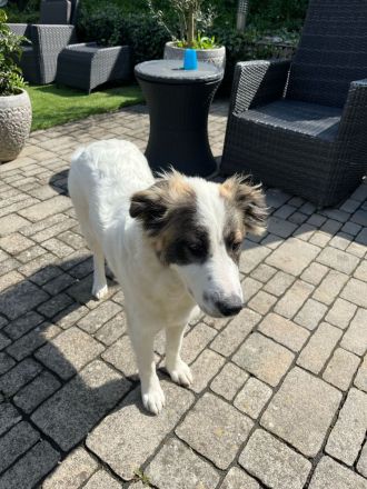 Carlita- süßer und liebevoller Rüde sucht sein Plätzchen zum kuscheln🐶🩵