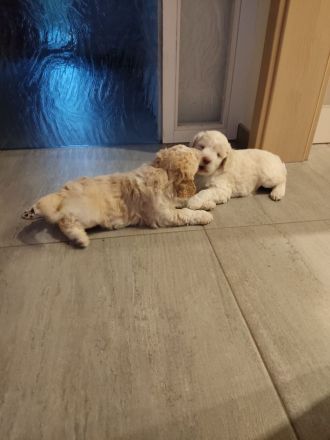 Deckrüde Lagotto Romagnolo (Italienischer Wasserhund)