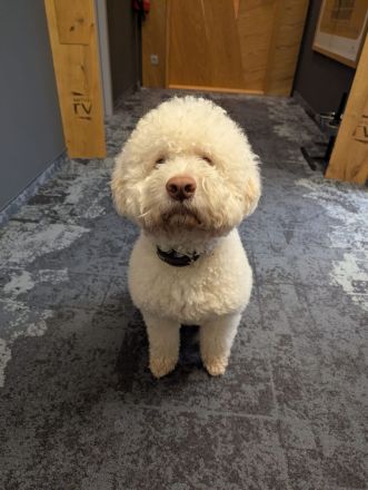 Deckrüde Lagotto Romagnolo (Italienischer Wasserhund)