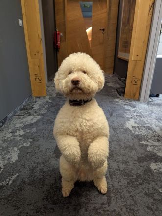 Deckrüde Lagotto Romagnolo (Italienischer Wasserhund)