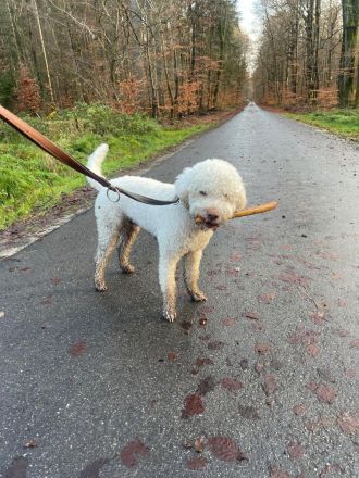 Deckrüde Lagotto Romagnolo (Italienischer Wasserhund)