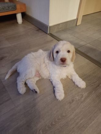 Deckrüde Lagotto Romagnolo (Italienischer Wasserhund)