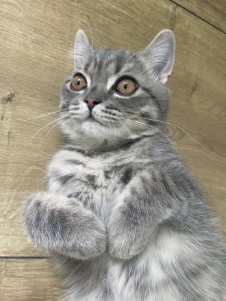 Bkh Katze Kater Katzen kitten weiß grau britisch kurzhaar