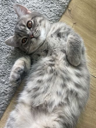 Bkh Katze Kater Katzen kitten weiß grau britisch kurzhaar