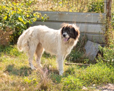 Banshee - Seniorin sucht Knuddelpartner