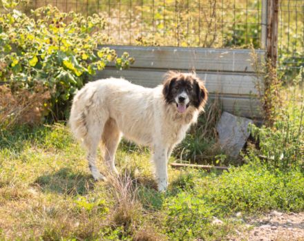 Banshee - Seniorin sucht Knuddelpartner