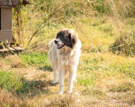 Banshee - Seniorin sucht Knuddelpartner