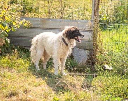 Banshee - Seniorin sucht Knuddelpartner