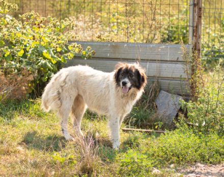 Banshee - Seniorin sucht Knuddelpartner