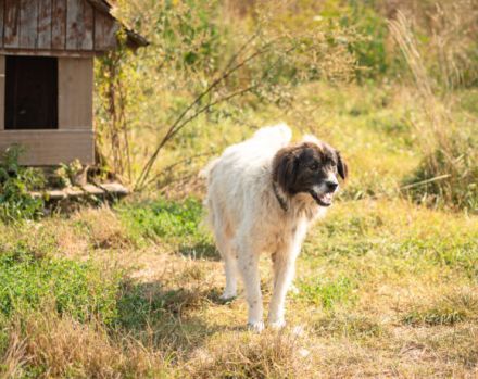 Banshee - Seniorin sucht Knuddelpartner