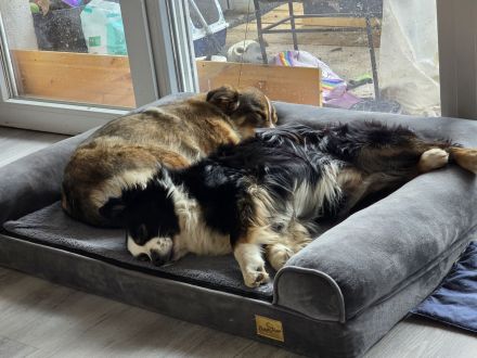 Reinrassiger Miniature American / Australian Shepherd Deckrüdede sucht nette Hundedame!