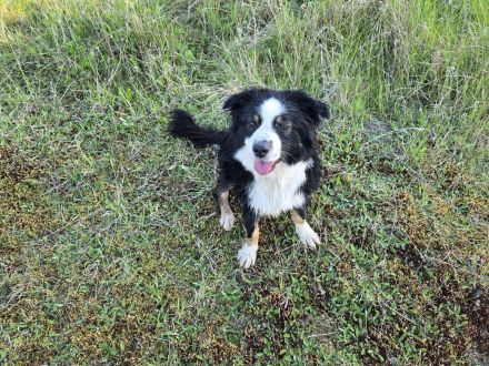 Reinrassiger Miniature American / Australian Shepherd Deckrüdede sucht nette Hundedame!