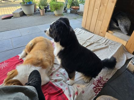 Reinrassiger Miniature American / Australian Shepherd Deckrüdede sucht nette Hundedame!