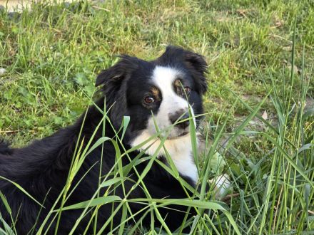 Reinrassiger Miniature American / Australian Shepherd Deckrüdede sucht nette Hundedame!