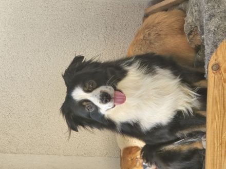 Reinrassiger Miniature American / Australian Shepherd Deckrüdede sucht nette Hundedame!