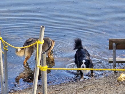 Reinrassiger Miniature American / Australian Shepherd Deckrüdede sucht nette Hundedame!