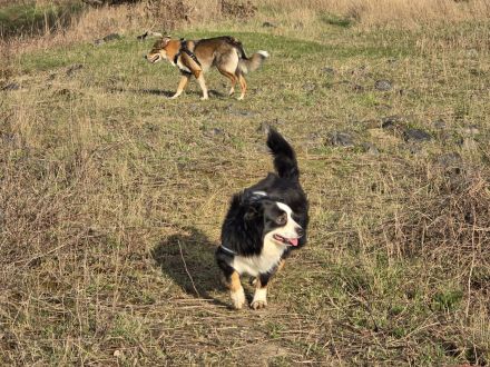 Reinrassiger Miniature American / Australian Shepherd Deckrüdede sucht nette Hundedame!