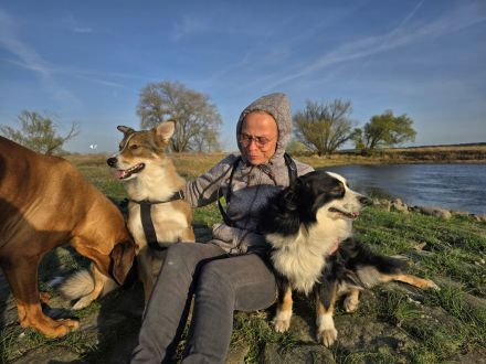 Reinrassiger Miniature American / Australian Shepherd Deckrüdede sucht nette Hundedame!