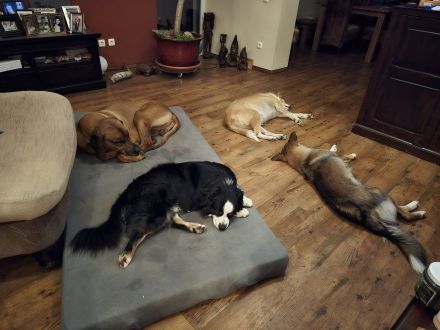 Reinrassiger Miniature American / Australian Shepherd Deckrüdede sucht nette Hundedame!