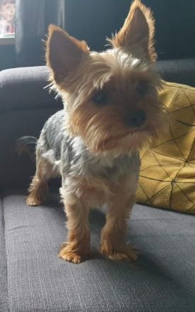 Biewer Yorkshire Terier Mini