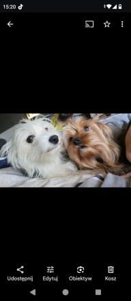 Biewer Yorkshire Terier Mini