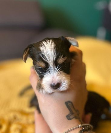 Biewer Yorkshire Terier Mini