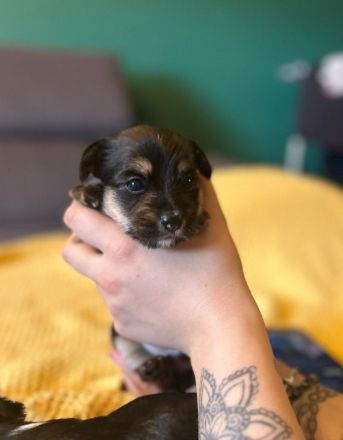 Biewer Yorkshire Terier Mini