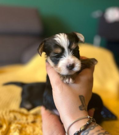 Biewer Yorkshire Terier Mini