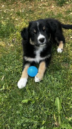 Australien Sheperd Welpen