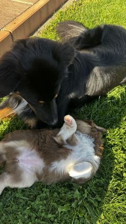 Australien Sheperd Welpen