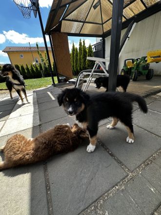 Australien Sheperd Welpen