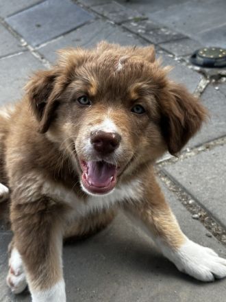 Australien Sheperd Welpen