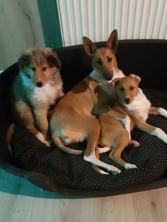 1 supersüsser Colliewelpe