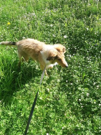 1 supersüsser Colliewelpe